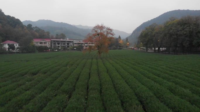 烟雨杭州云栖竹径茶园茶田网红树航拍4K