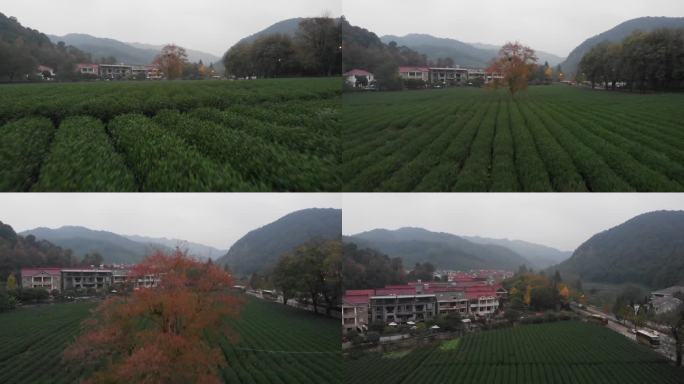 烟雨杭州云栖竹径茶园茶田网红树航拍4K