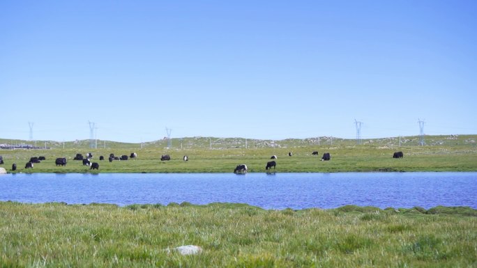 有机农场 湖泊牛羊  肉牛 奶牛 草原牛