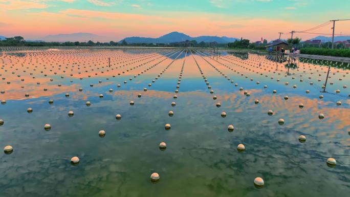 夕阳下的淡水珍珠养殖基地