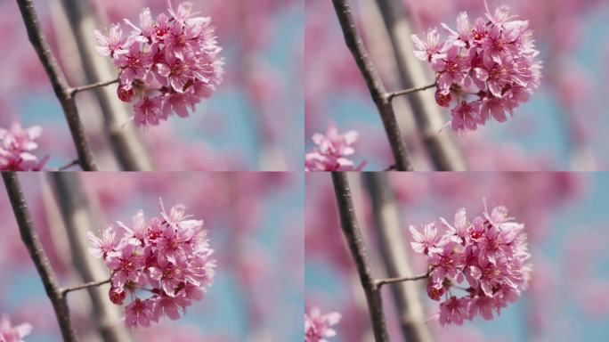 早樱 河津樱 樱花 春天 浪漫