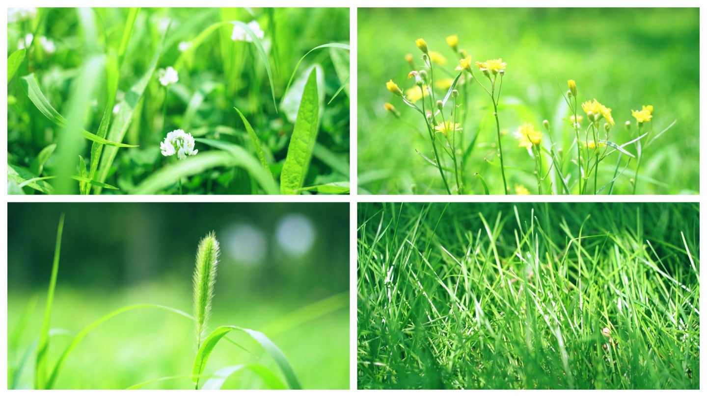 小草小花