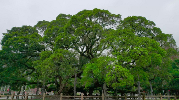 大榕树 福州大榕树