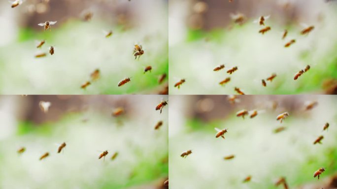 春天田野里养蜂场蜜蜂飞舞慢镜头
