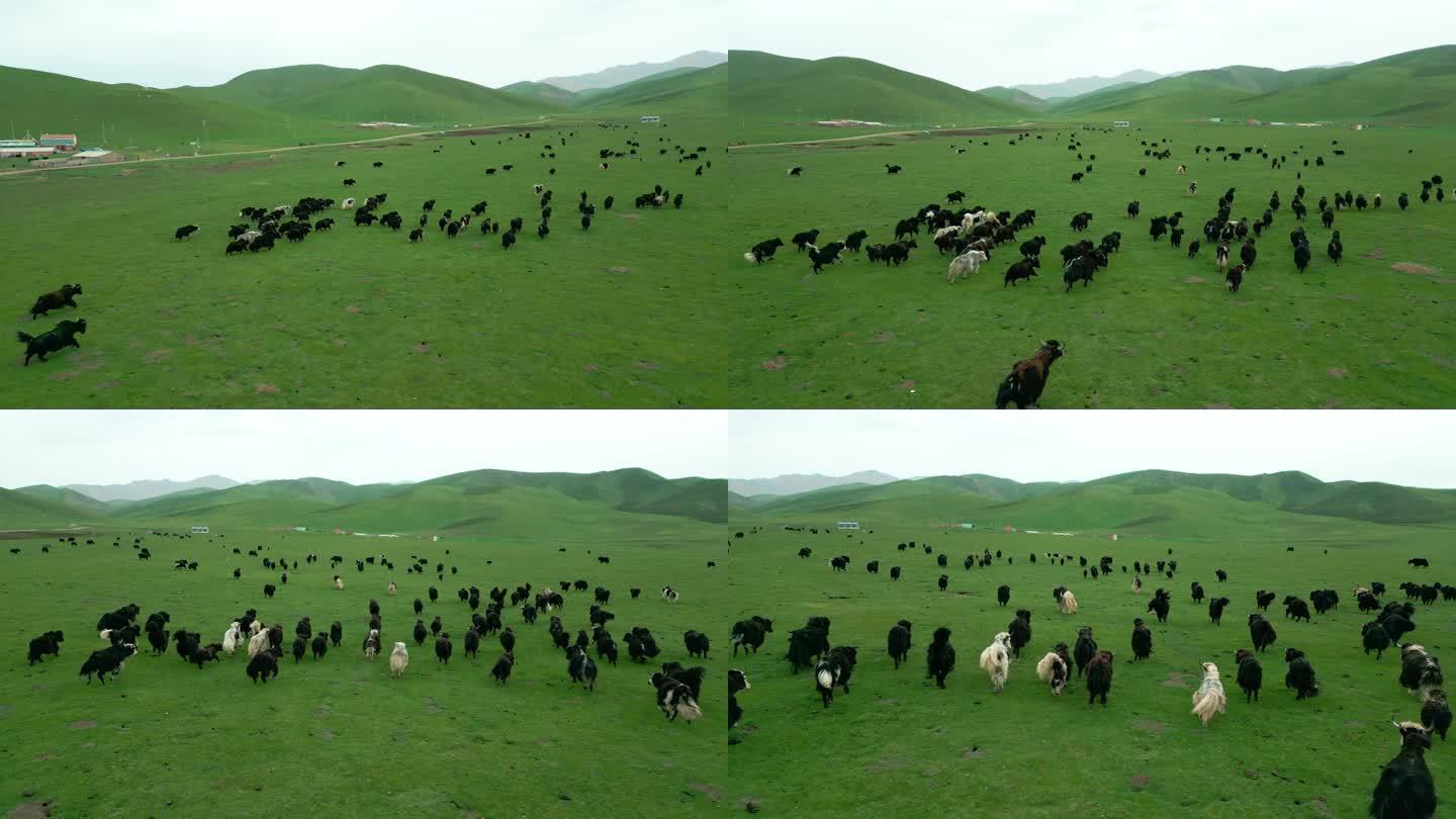 草原  草原牦牛