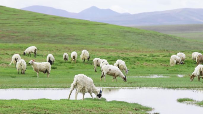 自然保护 山川 牧民 耗牛 羊群 牧羊