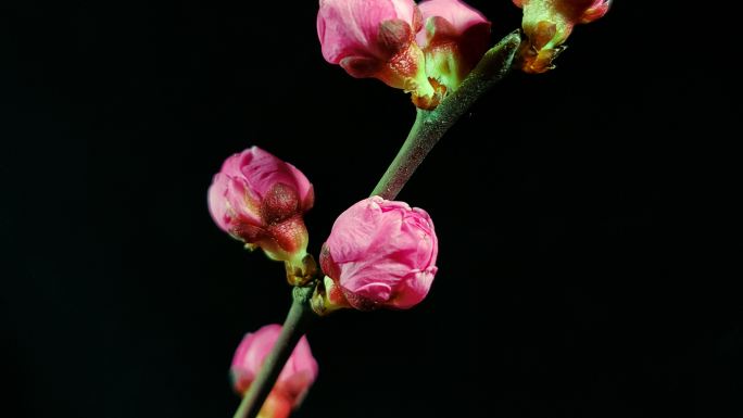 红梅开花延时摄影