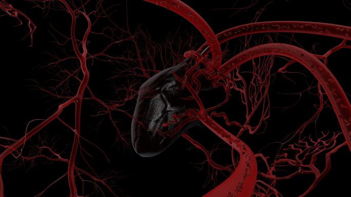 血管心脏动画