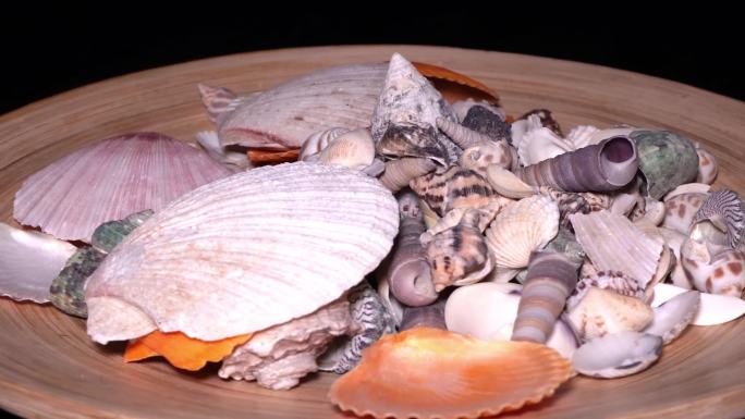 螺类贝类海洋生物贝壳 (2)