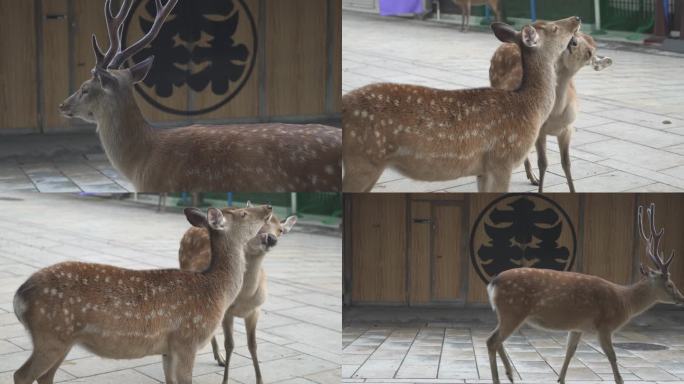 梅花鹿 奈良 鹿