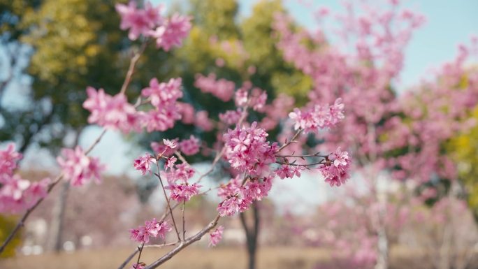 早樱 河津樱 樱花 春天 浪漫