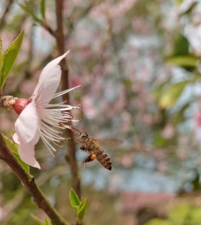 蜜蜂采桃花蜜慢动作微距