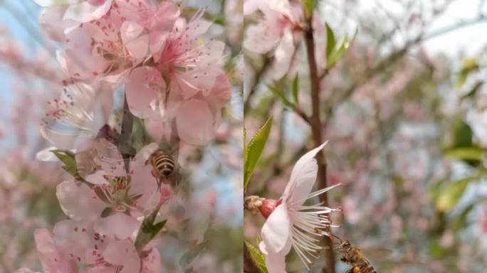 蜜蜂采桃花蜜慢动作微距