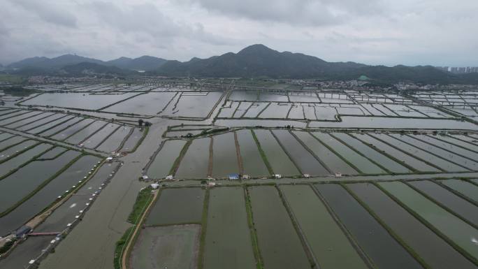 晨洲村生蚝养殖基地