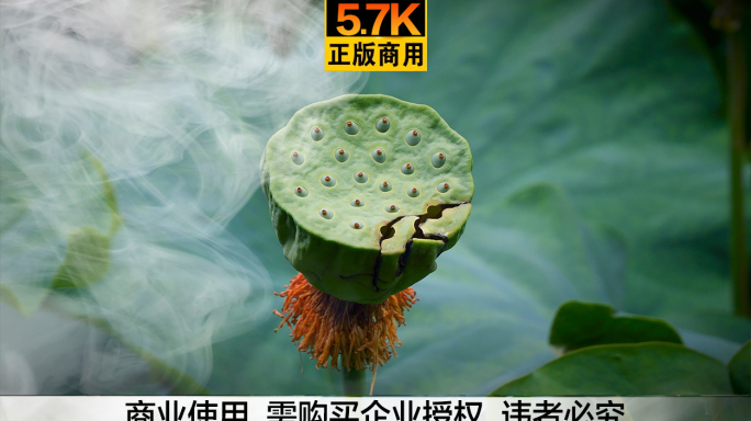 5.7K广告级画质超高清晰 禅意荷叶莲蓬