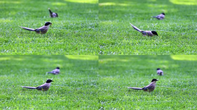 夏天灰喜鹊在草地上跳跃找吃的