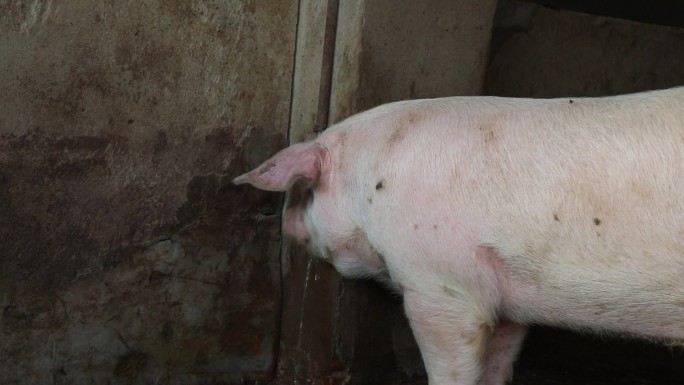猪圈 猪群 育肥猪 白猪 拉稀 外貌特征