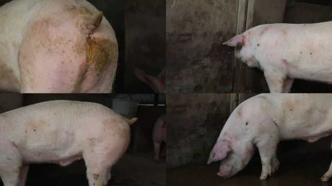 猪圈 猪群 育肥猪 白猪 拉稀 外貌特征