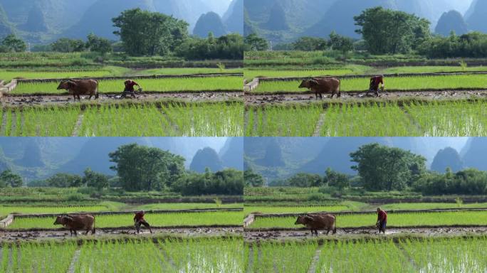 牛耕地牛犁田原始农业种植