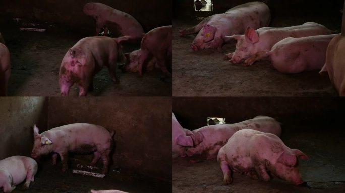 猪圈 猪群 育肥猪 睡觉 趴卧 外貌