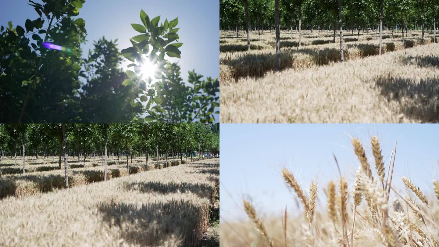 农村里炎热的阳光照射小麦