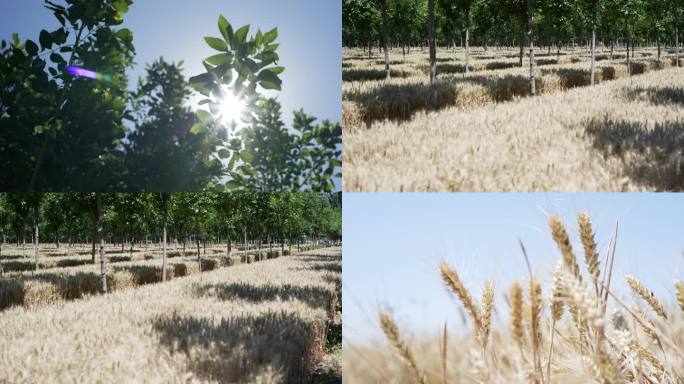 农村里炎热的阳光照射小麦