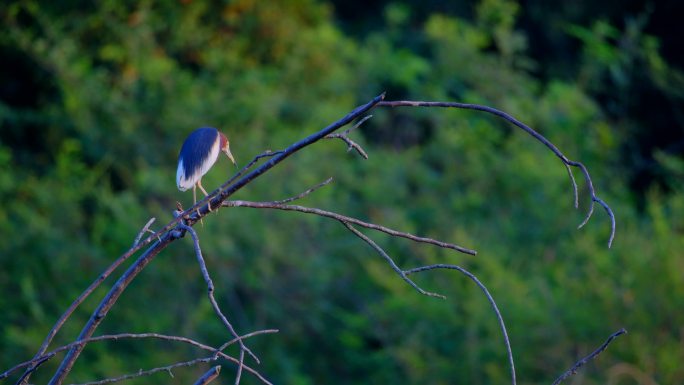 野生鸟类水鸟 夜鹭池鹭站在树枝上 观鸟
