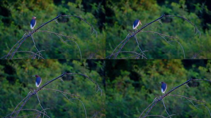 野生鸟类水鸟 夜鹭池鹭站在树枝上 观鸟