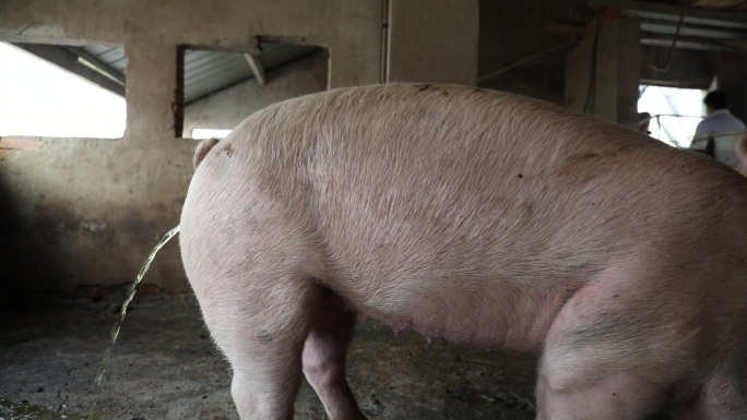 猪圈 猪群 育肥猪 白猪 撒尿 外貌特征