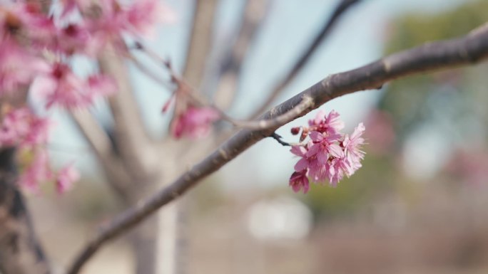 早樱 河津樱 樱花 春天 浪漫