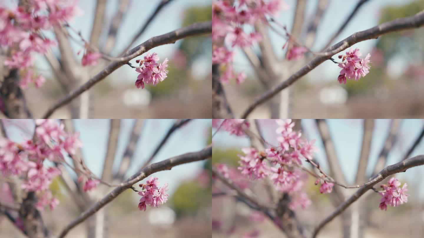 早樱 河津樱 樱花 春天 浪漫