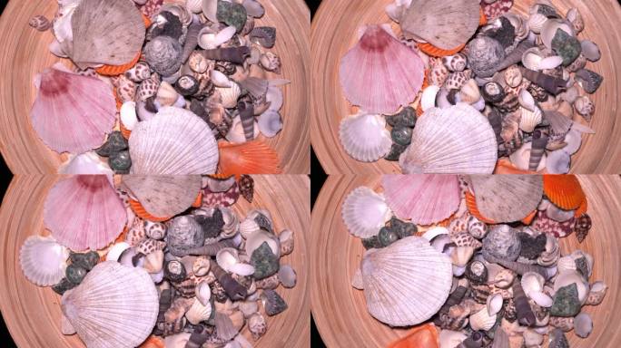 螺类贝类海洋生物贝壳 (3)