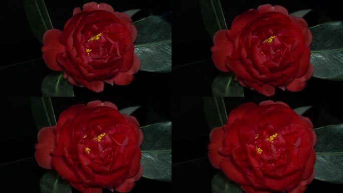 红色茶花开花延时摄影