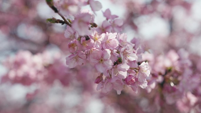 早樱 河津樱 樱花 春天 浪漫