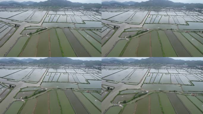 晨洲村生蚝养殖基地