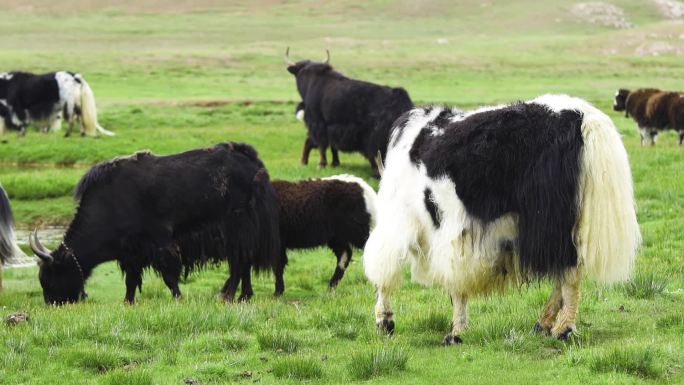 陆地上的地平线 草 牛 户外活动 动物