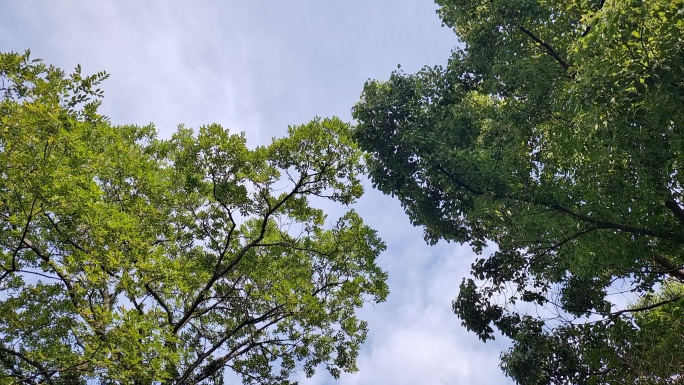 夏天知了叫