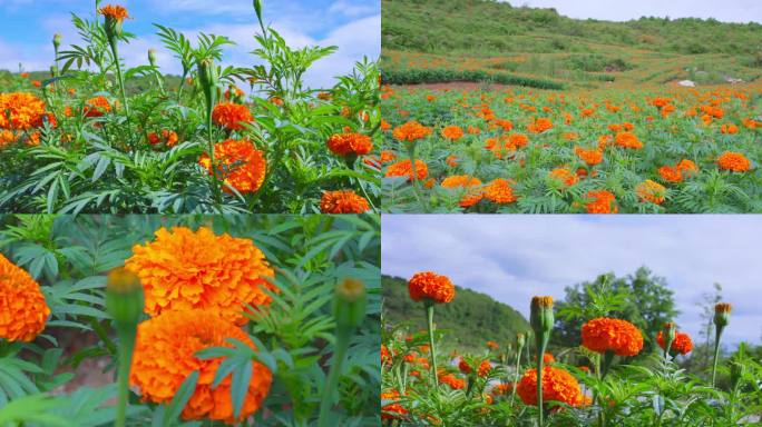 乡村振兴农业种植万寿菊生态农业菊花地