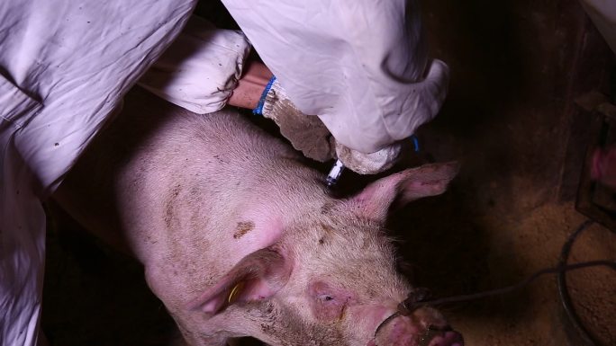 兽医 病猪  保定 消毒 打针 注射疫苗
