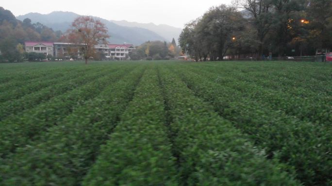 烟雨杭州云栖竹径茶园茶田网红树航拍4K