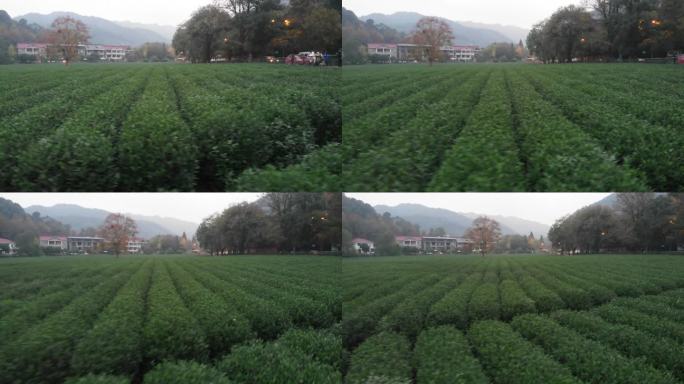 烟雨杭州云栖竹径茶园茶田网红树航拍4K