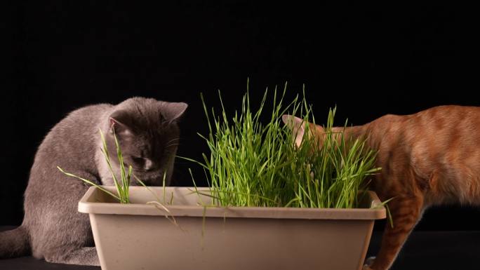 猫草小猫吃猫草 橘猫 蓝猫 猫咪