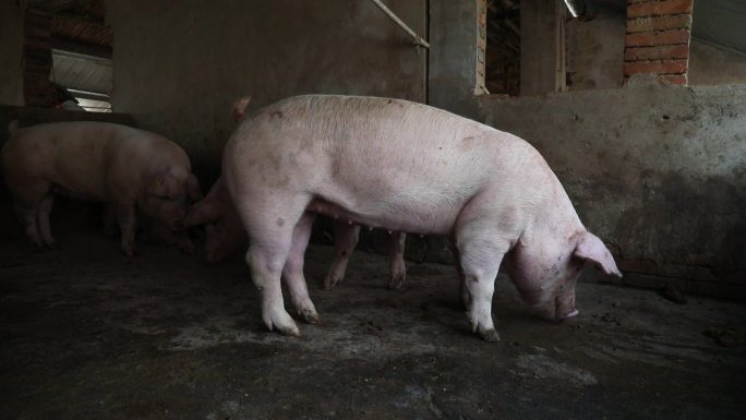猪圈 猪群 育肥猪 白猪 外貌 运动