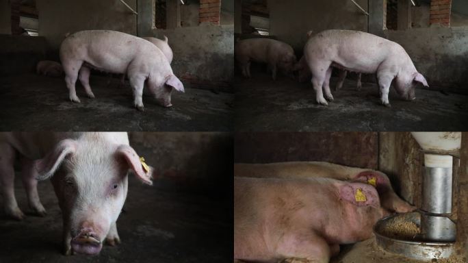 猪圈 猪群 育肥猪 白猪 外貌 运动