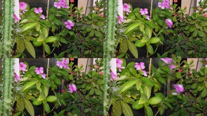 浇花喷壶喷水 (3)