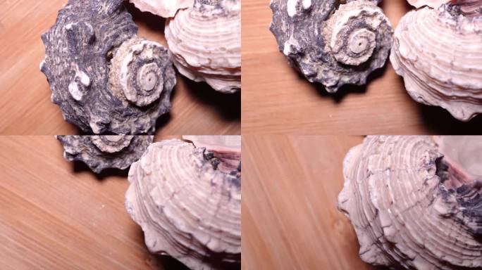 毛螺海螺贝壳 (1)
