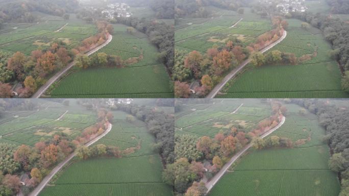 烟雨杭州云栖竹径茶园茶田网红树航拍4K