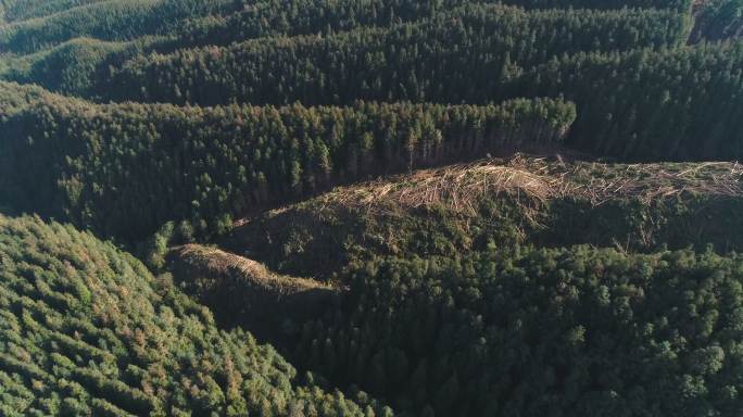 航拍林场被砍伐的山坡