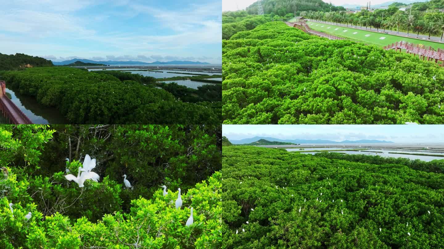 红树林湿地 海边红树林 栖息地航拍合集