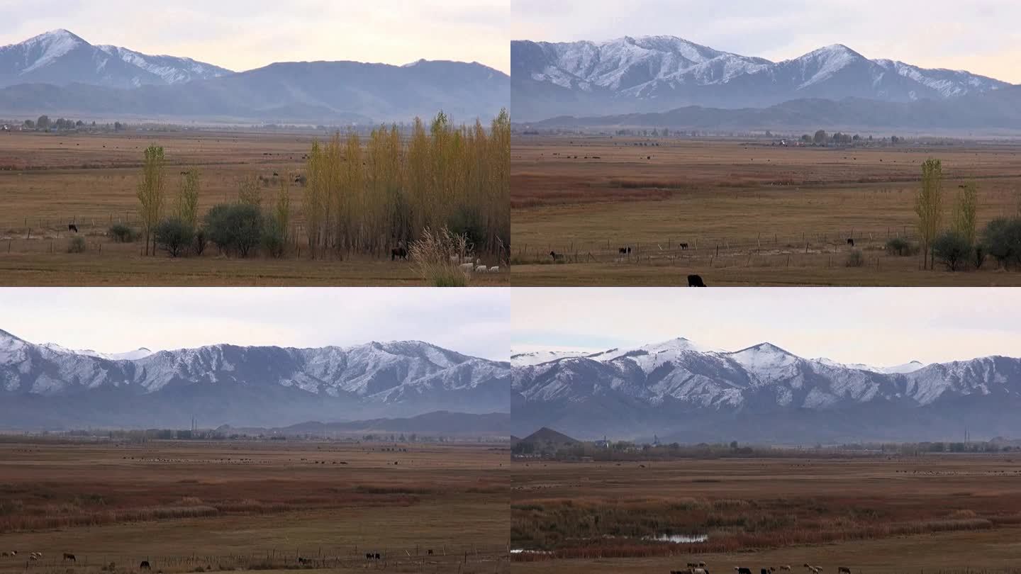 秋林金色草场牛羊雪山（唯美）